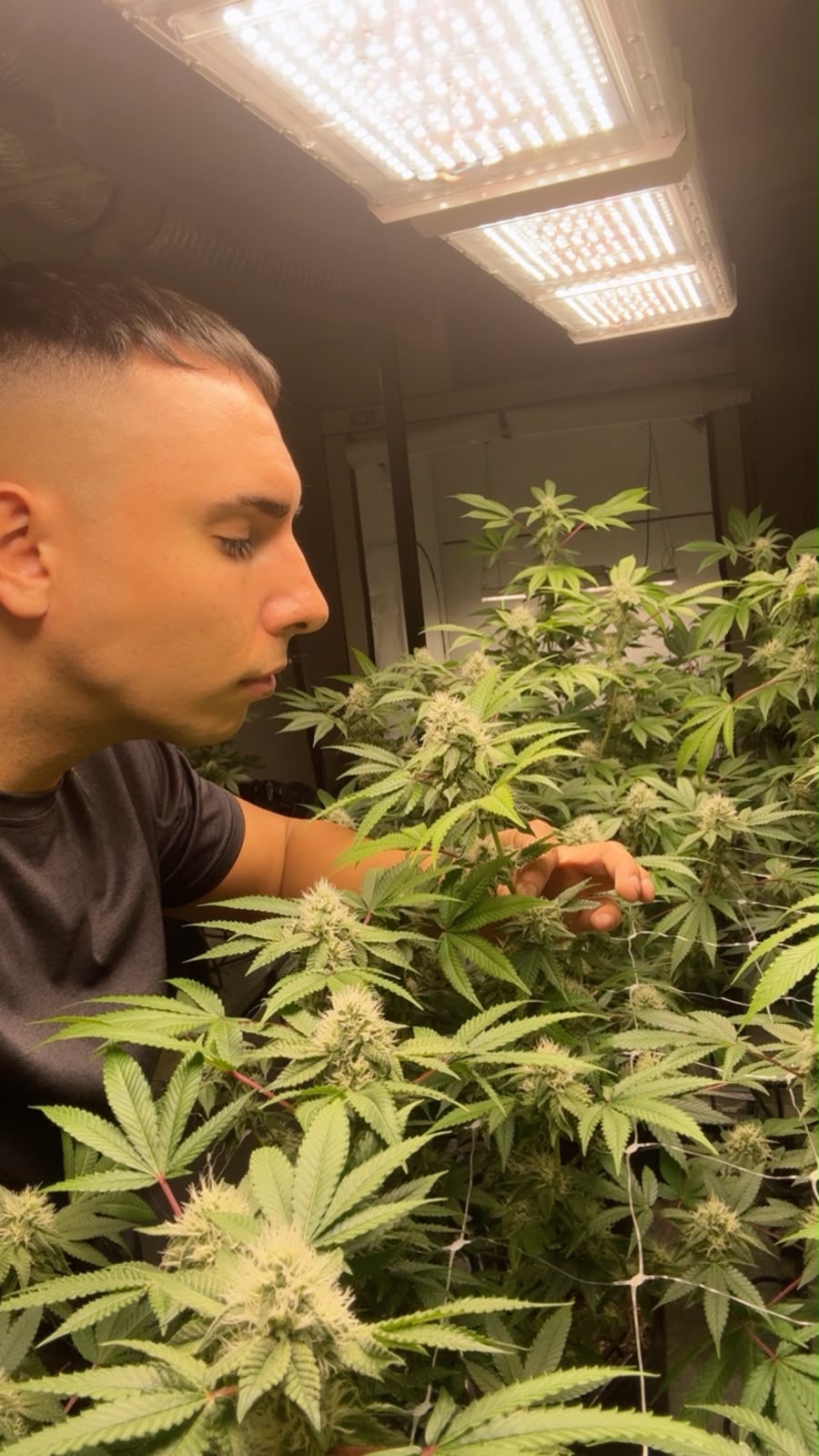 Fundador de Golden Green en la cosecha
