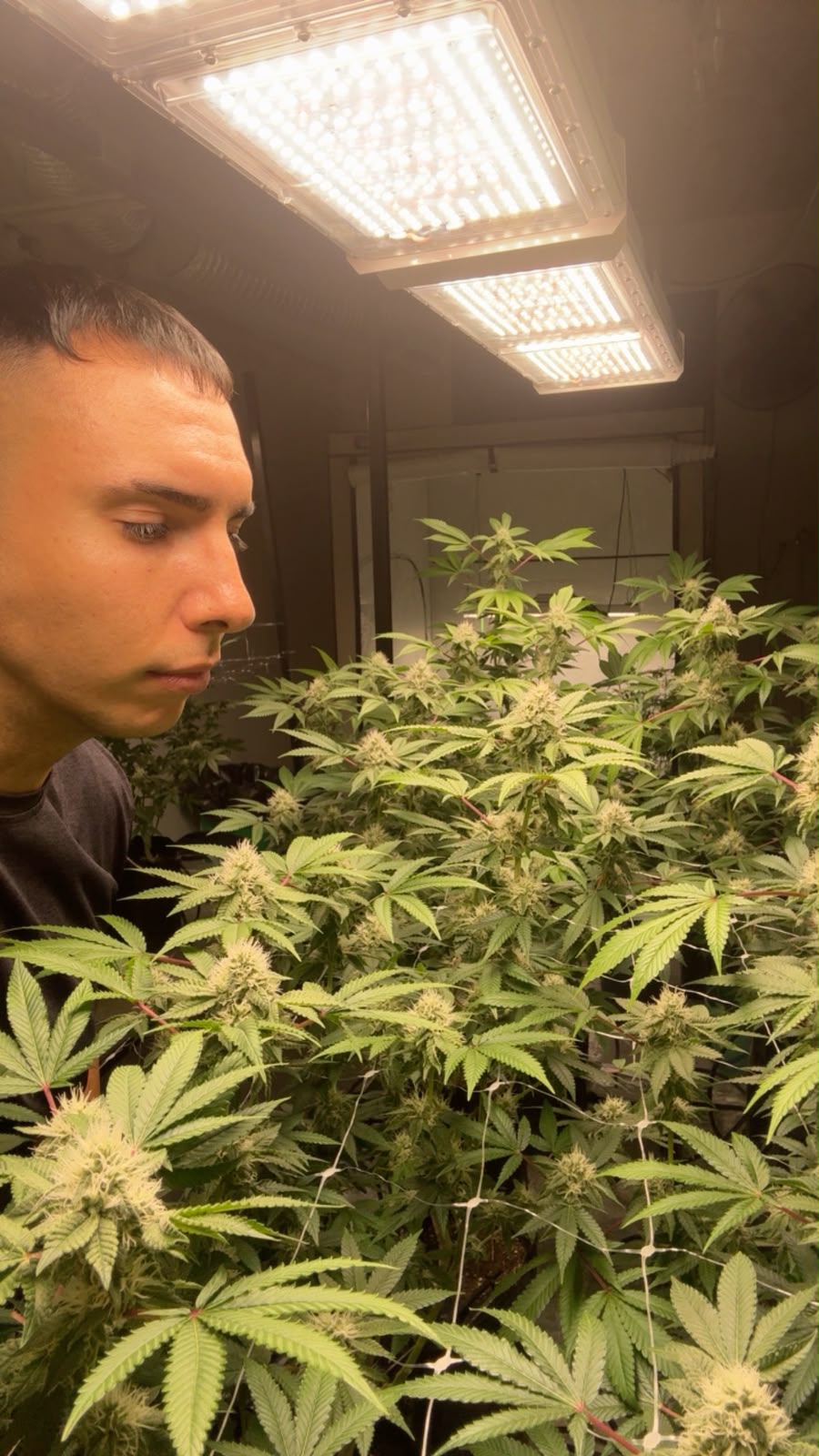 Fundador de Golden Green inspeccionando cultivo