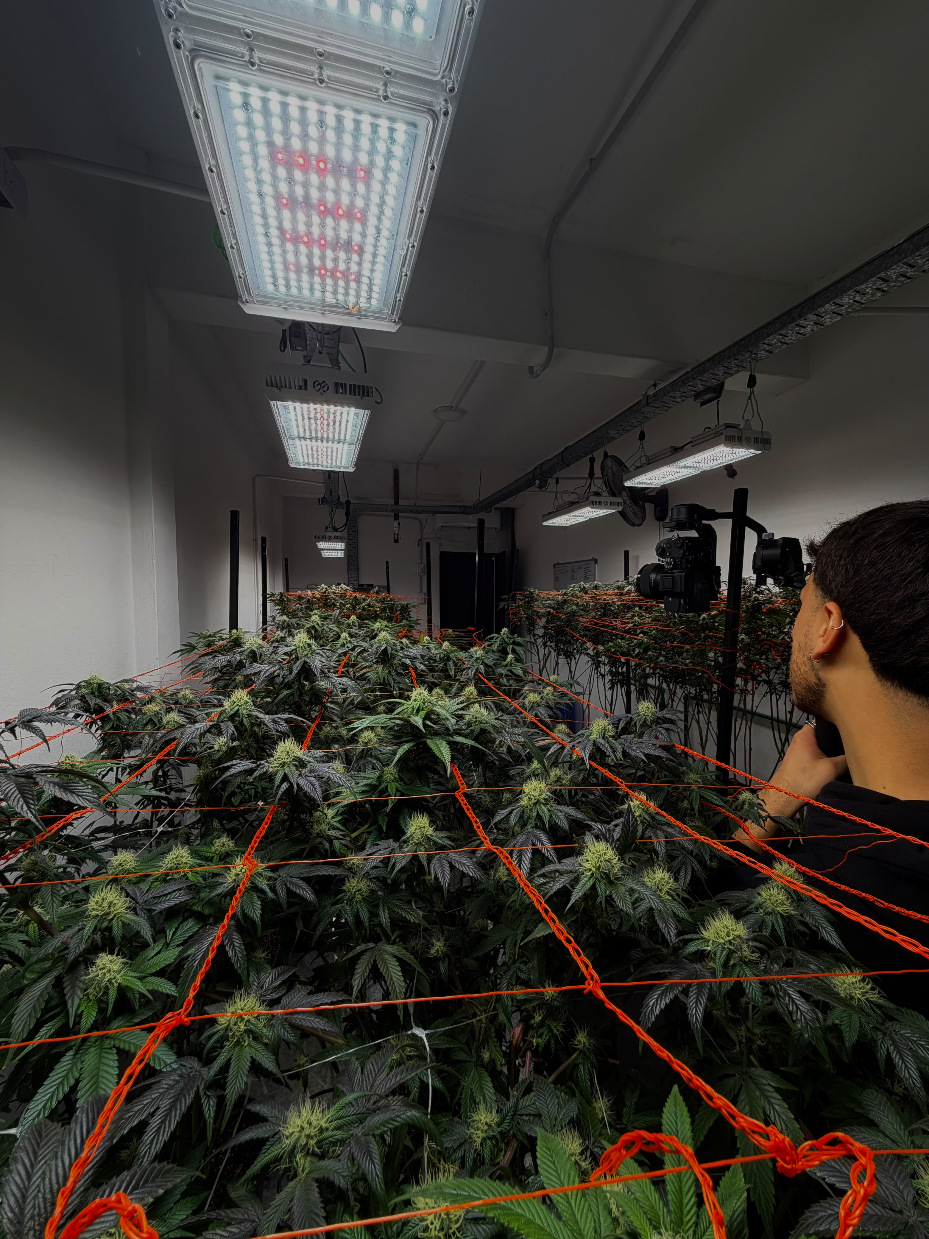 Equipo Golden Green en la sala de cultivo