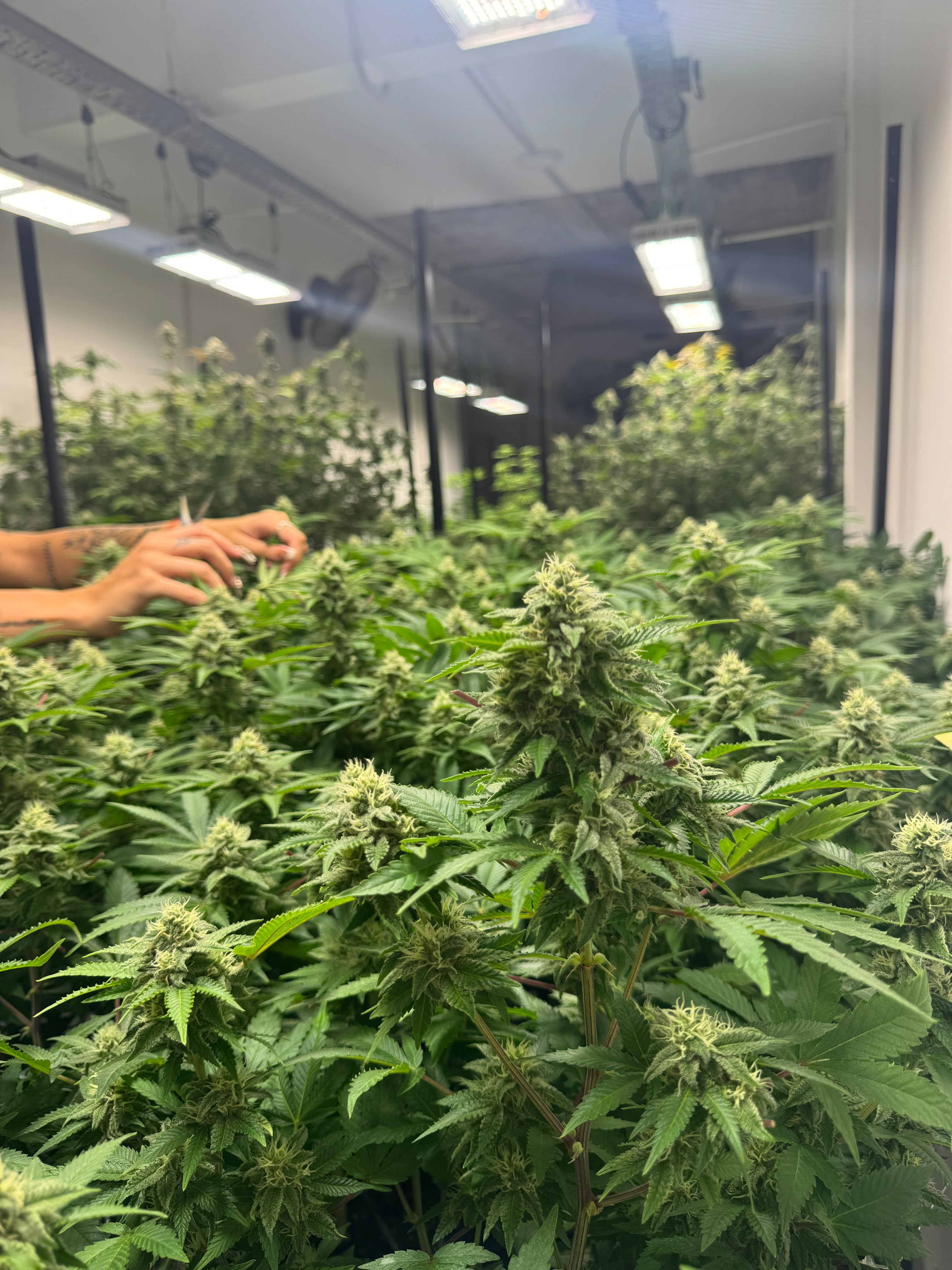 Sala de cultivo Golden Green