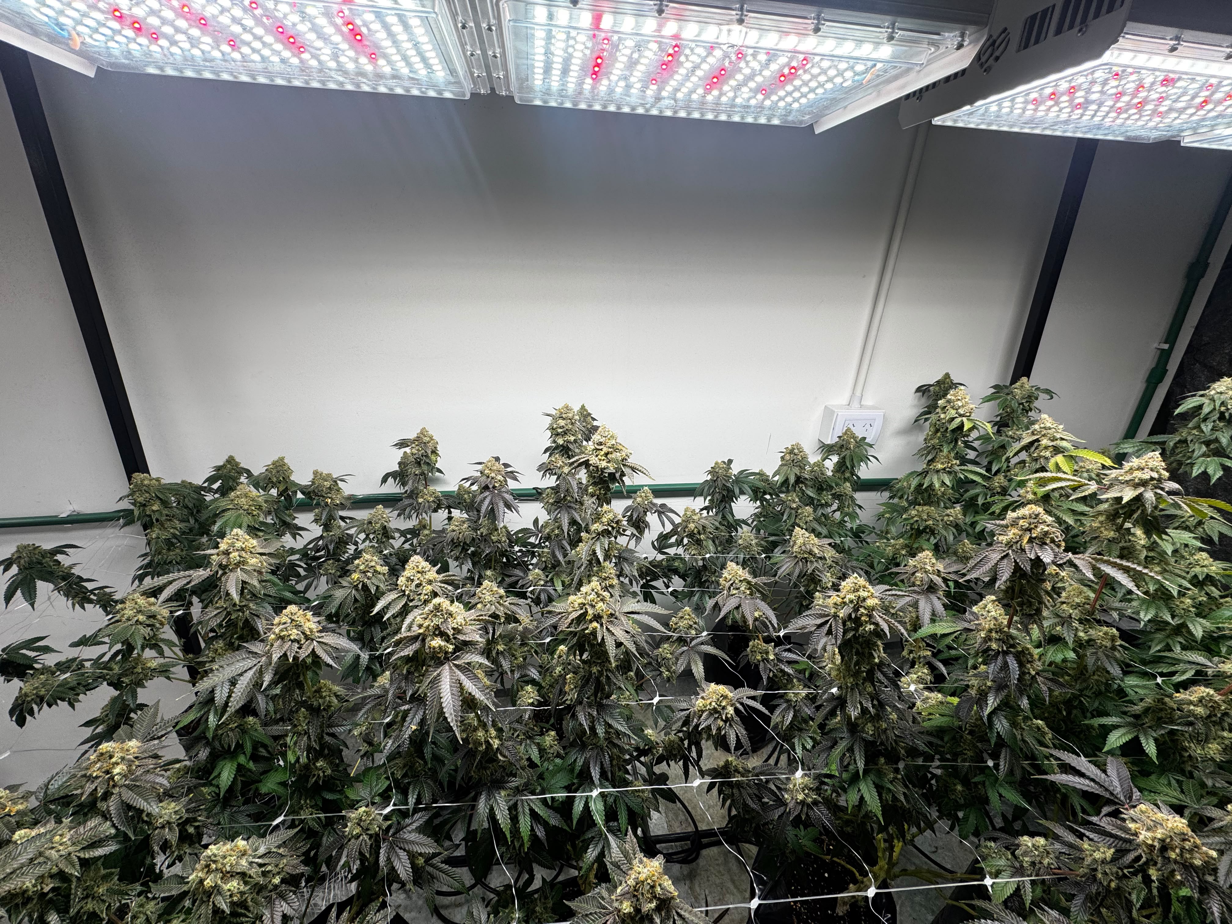 Sala de cultivo Golden Green