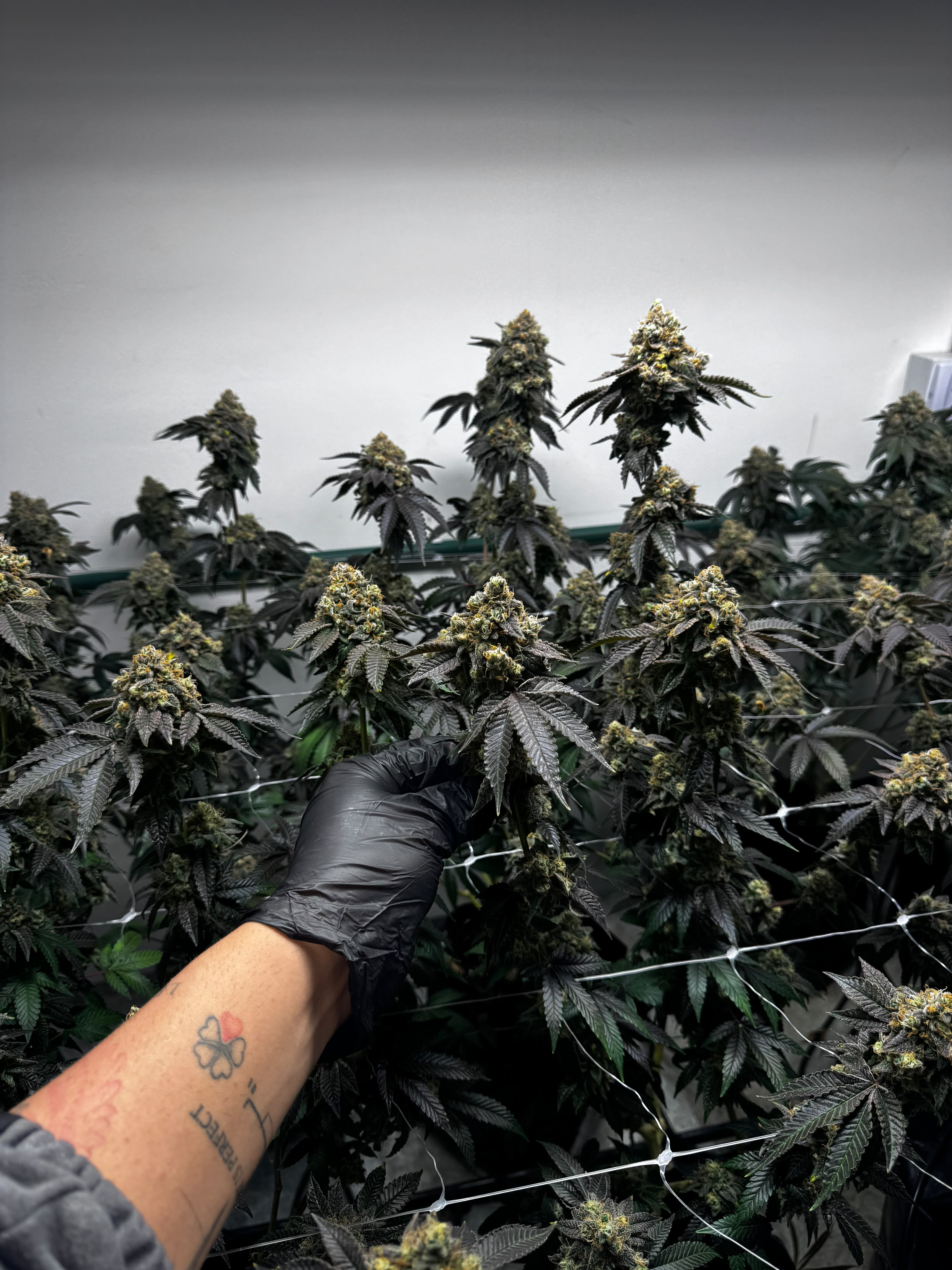 Canopy de cultivo Golden Green