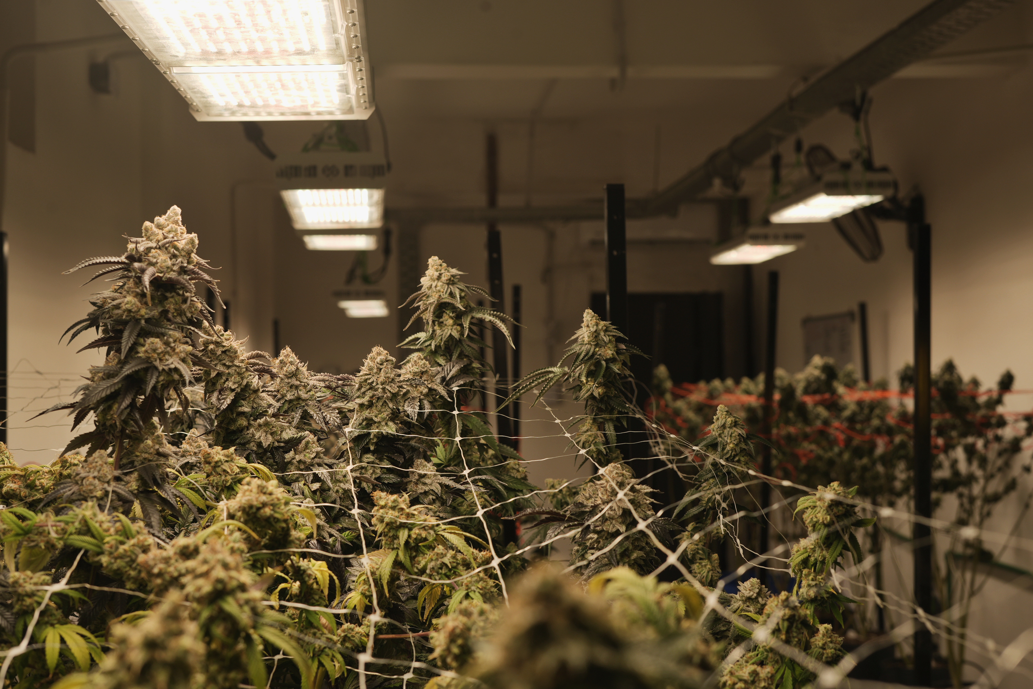 Sala de cultivo Golden Green