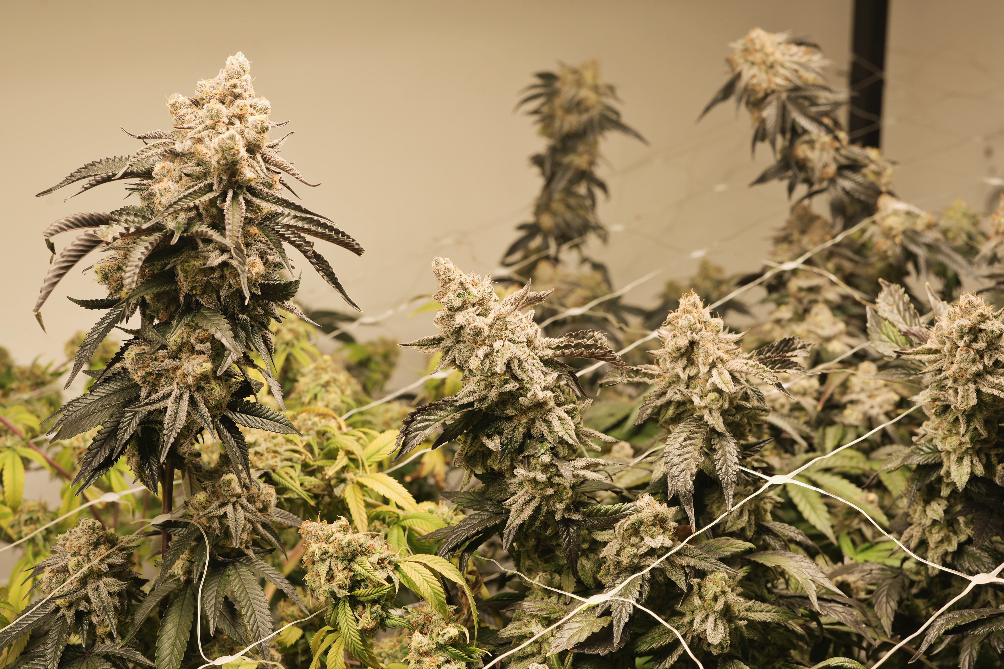 Sala de cultivo Golden Green