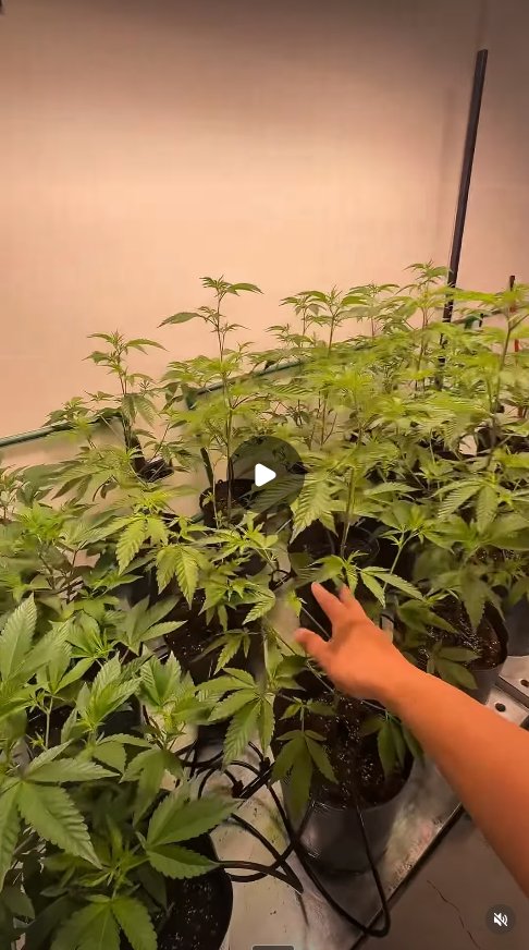 Video Golden Green 2